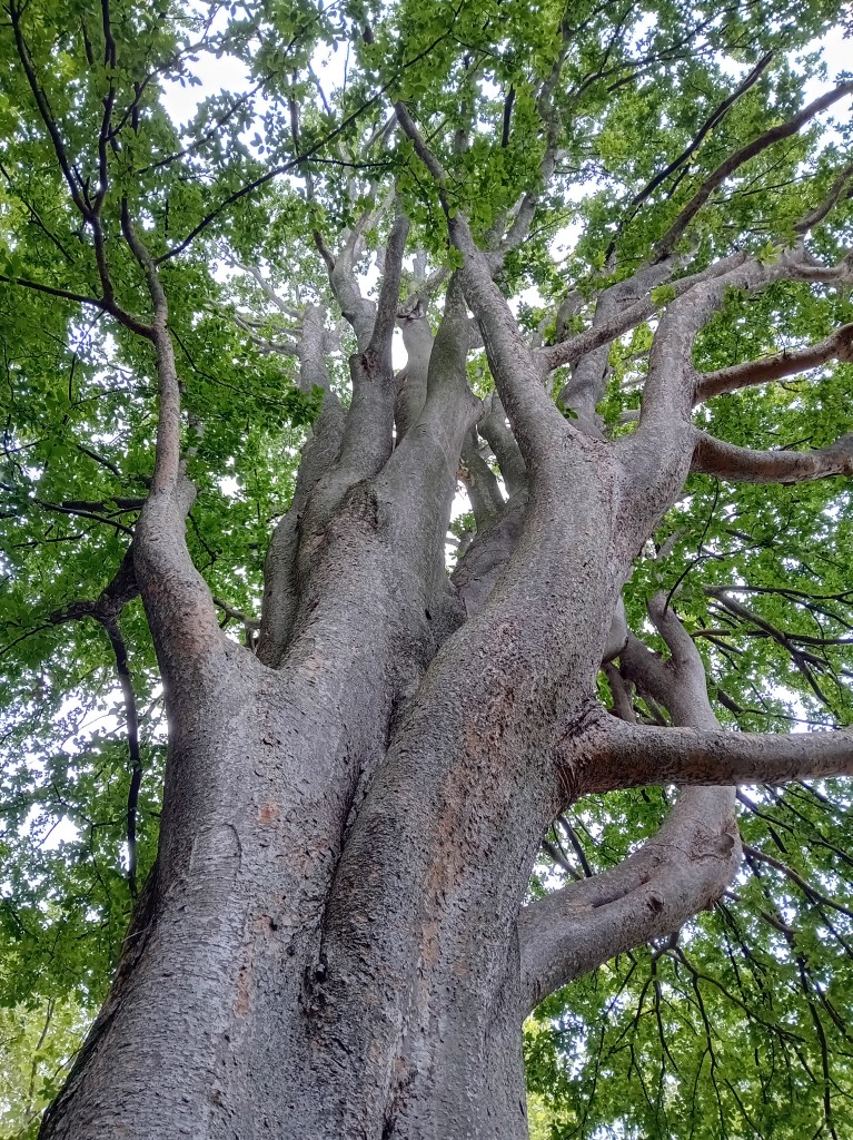 Orme de Sibérie, Jardins du Luxembourg