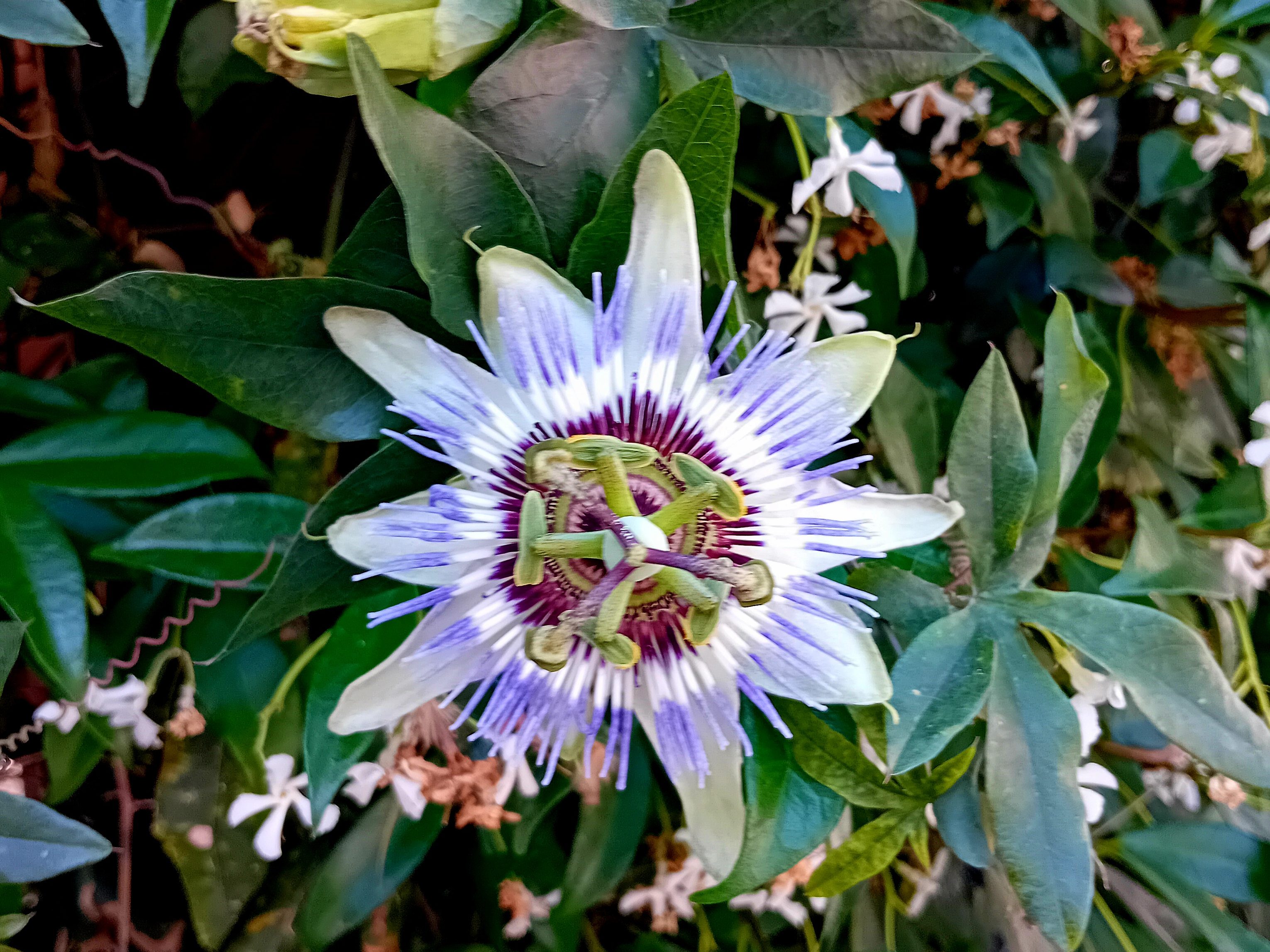 Fleur de passiflore et de jasmin