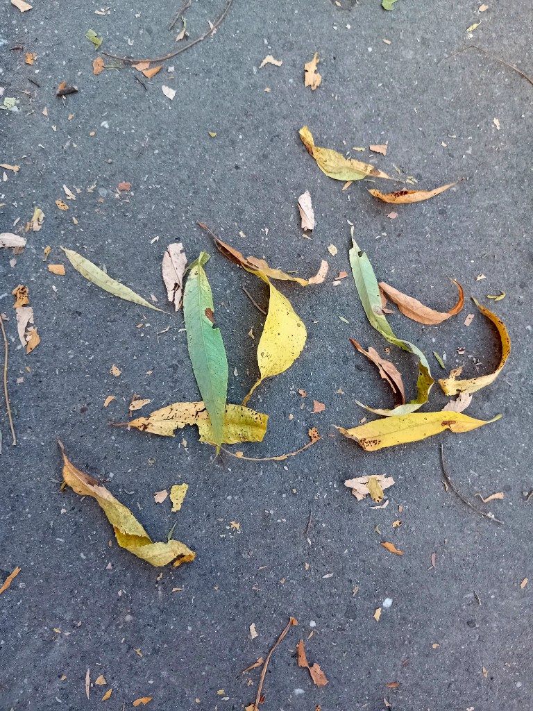 Feuilles jaunies par la canicule de juin 2026