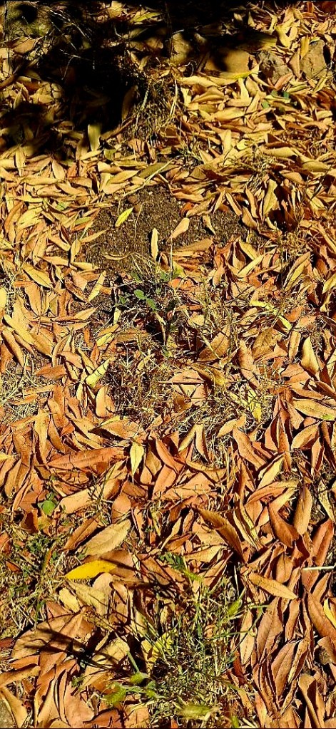 Feuilles mortes, brûlées par la canicule de juin 2026