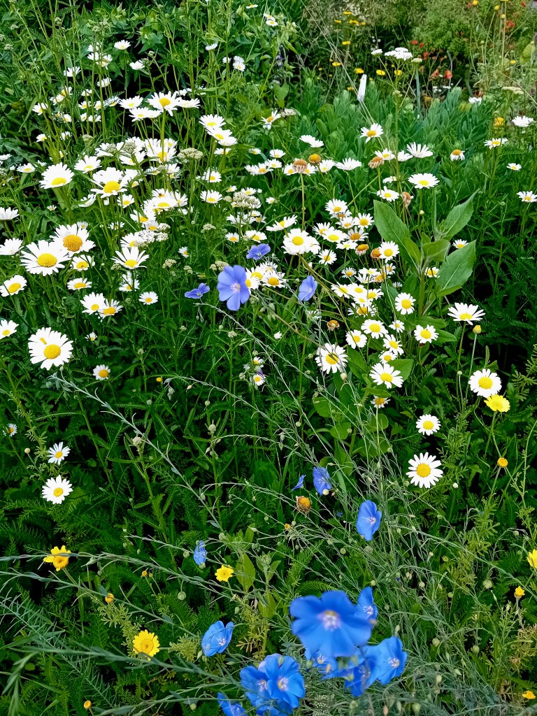 Jardin des plantes vivaces Paris