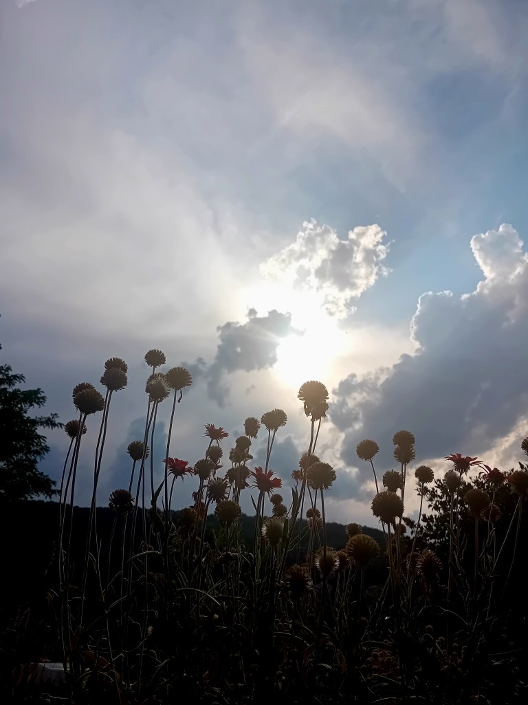 Nous espérons la pluie, canicule juin 2026