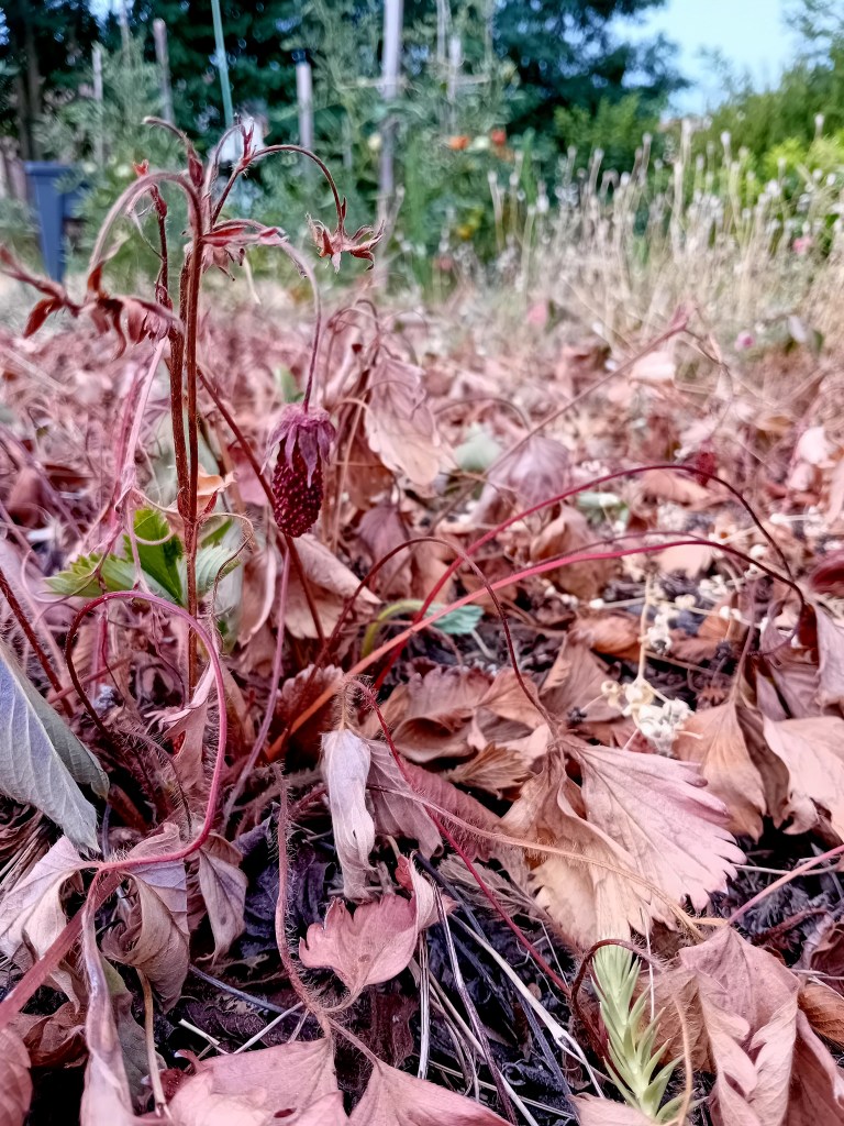 Ravages de la canicule de juillet 2026 au jardin