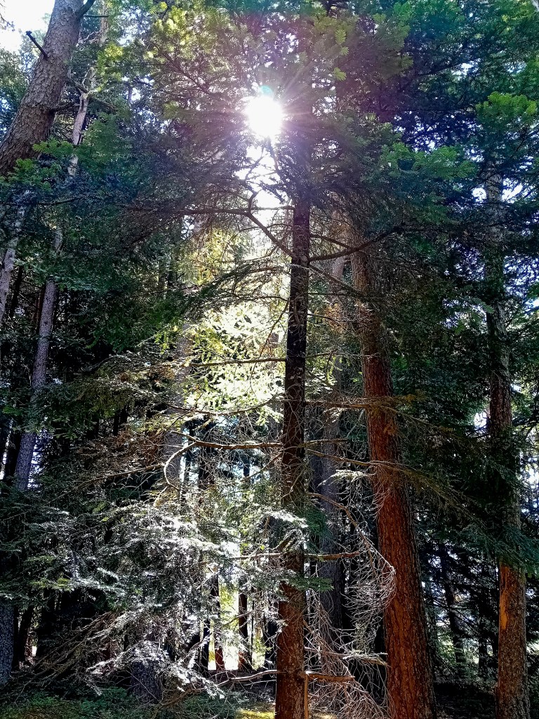 Forêt en Haute Loire