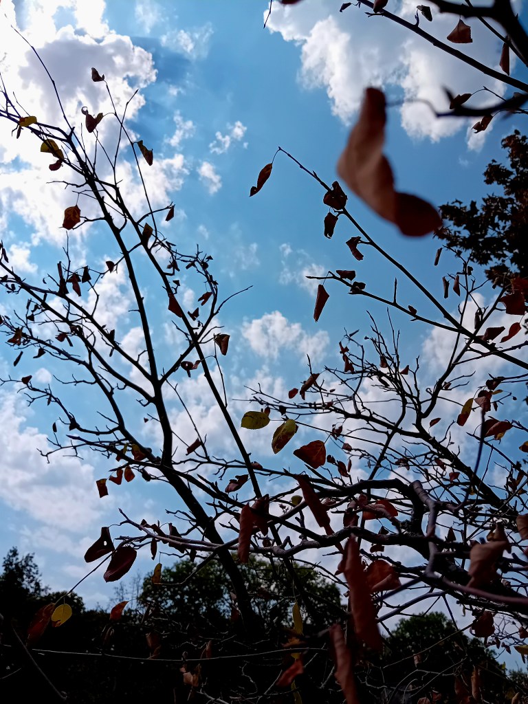 Arbre épuisé par les canicules de l'été 2026 en France