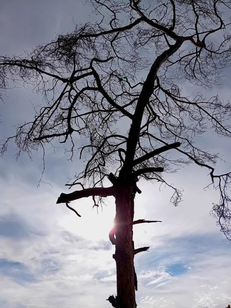 Arbre épuisé par les canicules de l'été 2026 en France
