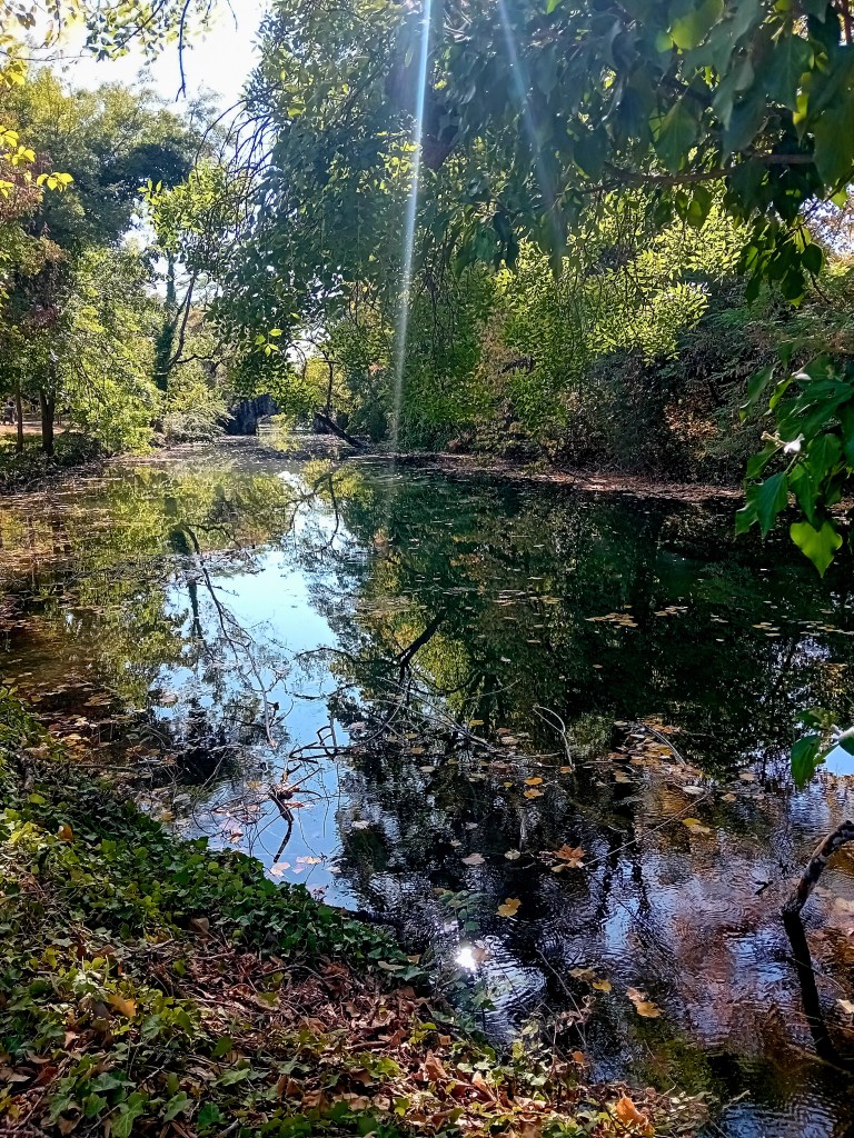Arbres épuisés par les canicules de l'été 2026 en France