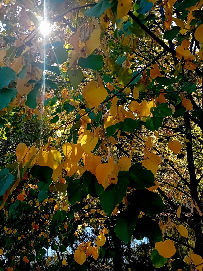 Arbre épuisé par les canicules de l'été 2026 en France