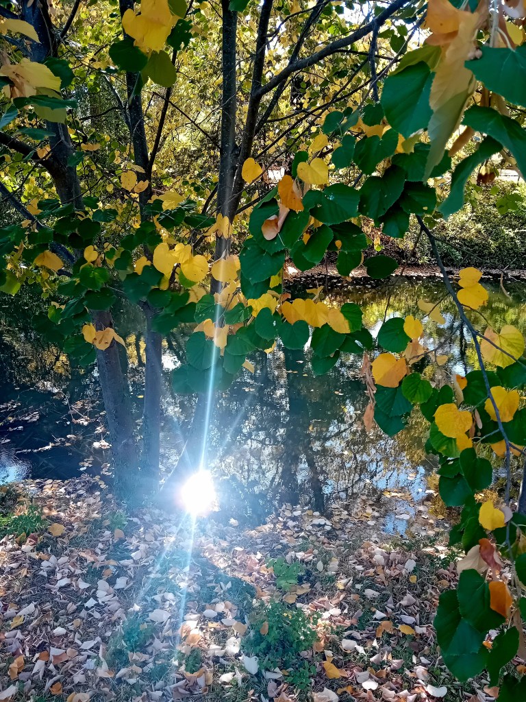 Arbre épuisé par les canicules de l'été 2026 en France