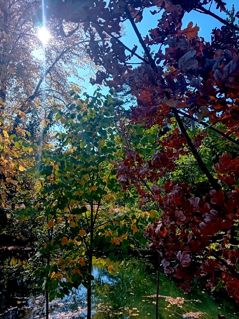 Arbres épuisés par les canicules de l'été 2026 en France