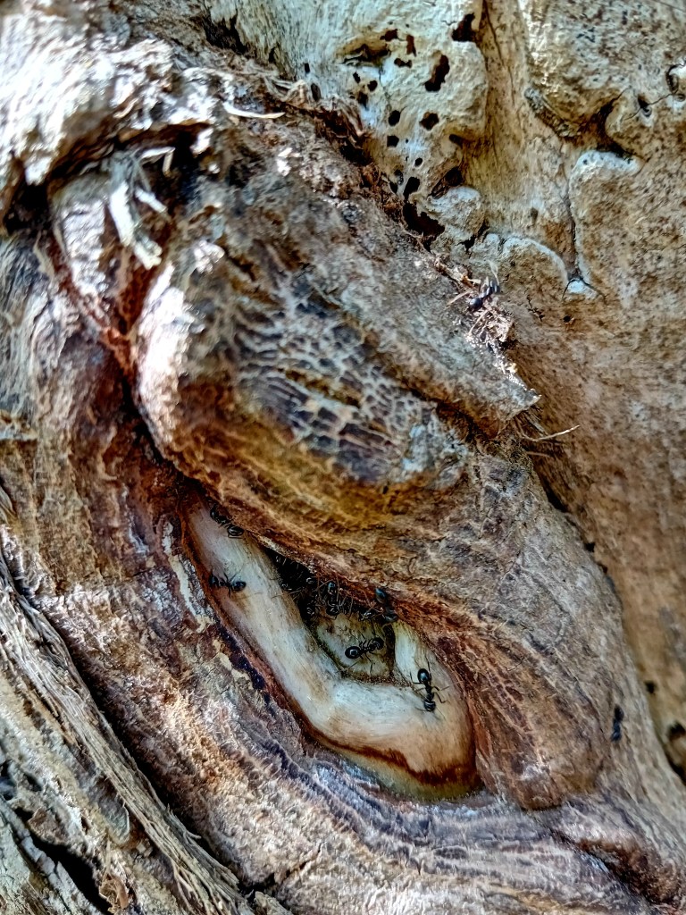 L'œil de l'arbre