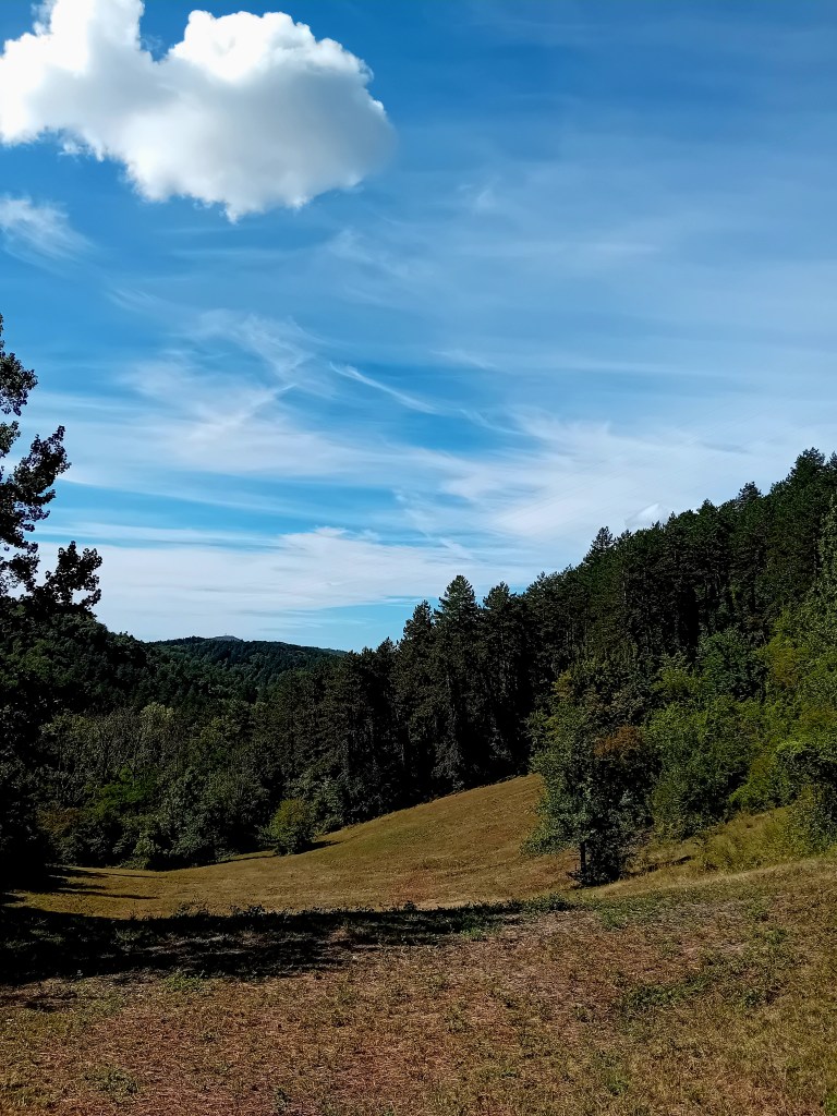 Arbres après la canicule